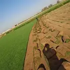 عشب طبيعي سي 2000