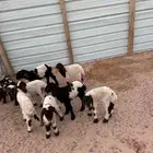 دواغير نعيم العدد 8 كلها خرفان