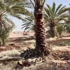 يوجد لدينا جميع المقاسات انخيل وجميع الانواع طيب متواجد في م