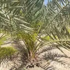 ناخذ المثمر للبيع