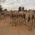 حشوان صومالية جملة وتفريد بمزارع الأصايل