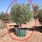 يوجد لدينا جميع انواع الشجار الزيتون باحواض مراكن