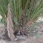 يوجد لدينا جميع انواع النخيل الزينه والعربي