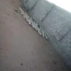 بط بكيني العدد 85