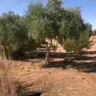 جميع انواع النخل والزيتون والشبوك