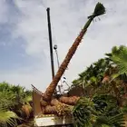 نخل واشنطني نخل ملوكي نخل عربي ثيل طبيعي للبيع