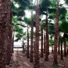 وشنطوني ربست