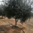يوجد لدينا جميع انواع الزيتون المثمر لتواصل علا