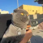 توصيل حيوانات اليفة