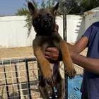 جاهز للتسليم اقوي جراوي مالينو دارك