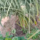 نقوم ببيع وتوريد النخيل بأنواعه وتركيب جميع الشبوك