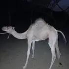 وادي البيضاء