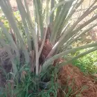 فسايل نخيل مجدولي