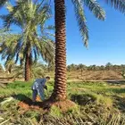 توريد جميع انواع النخيل