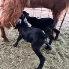 للبيع تيوس دواغير