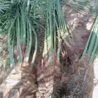 نخل مثمر وصل من القصيم العدد 200