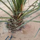يوجد لدينا نخيل للبيع بجميع انواعها ومقاساته بأسعار مناسبه