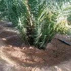 رش النخيل و توريد