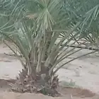 نخل للبيع جميع النواع انخل العربي سكري إخلاص برحي صقعي مجدول