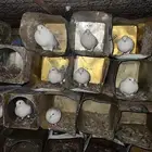 حمام فرنسي جامبو جفون جمر