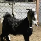 ذبيح