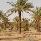 تكريب تنظيف وترتيب نخل بجميع انواعه عربي وشنطني