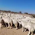 غنم حريه حرش مراح وحد قطعه وحده العداد 100الغنم طيبه