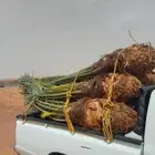 توريد جميع انواع النخيل