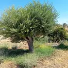 زيتون معمر جميع المقاسات
