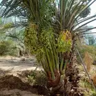 يوجد لدينا نخل جميع انواع والمقاسات نخل القصيم