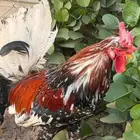 ديك ترثة مكنتوش