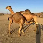 ناقه خلفه للبيع