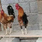 ديكن بلدي كفو