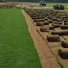 نجيله خضراء