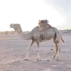 بعير ركبي طوع شرط ركبي ابل قديم