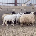 نعيمي