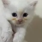 سنور للتبني