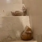 قطط للتبني