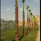 جميع أنواع انخل