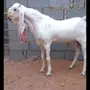 فحل ابيض هولندي