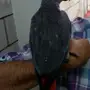 فرخ  كاسكو صيد 8 أشهر 