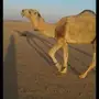 للبيع بعير ابو الهرش رماحين واتس اب فقط
