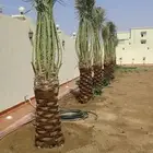 أبو عبد الله
