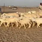 غنم حريات خلفات