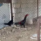 دجاج سندي يبور