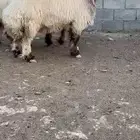 فحول نعيمي صنف فاخره مشروطه للبيع