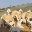 غنم حريات رخال خلفات