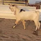 تيس فحل مشروك