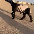 فحل نعيم صنف للبيع