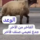 فحل نعيم صنف للبيع